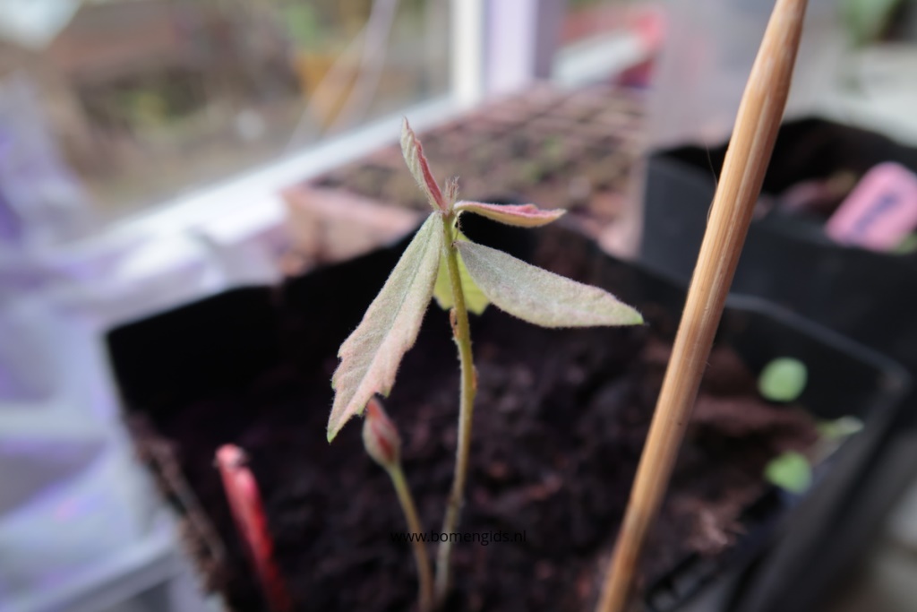 Quercus alba from seed