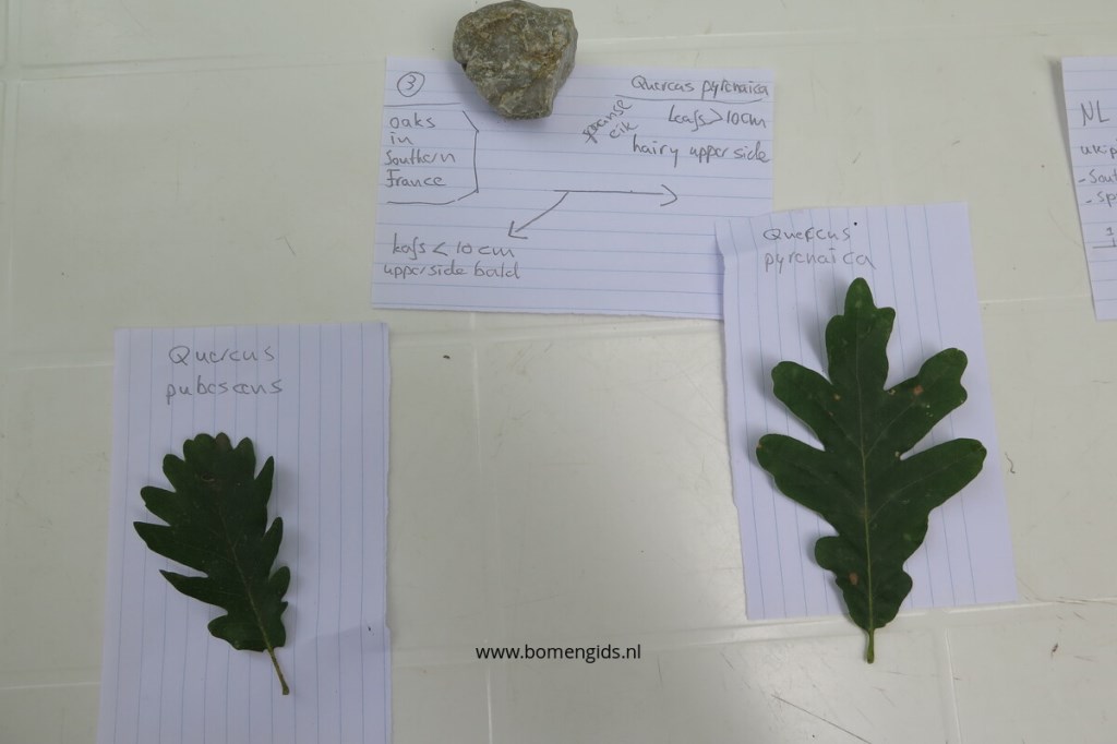 Lead key for Q. pubescens and pyrenaica