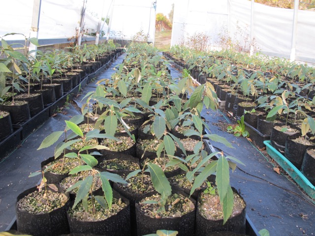 seedlings
