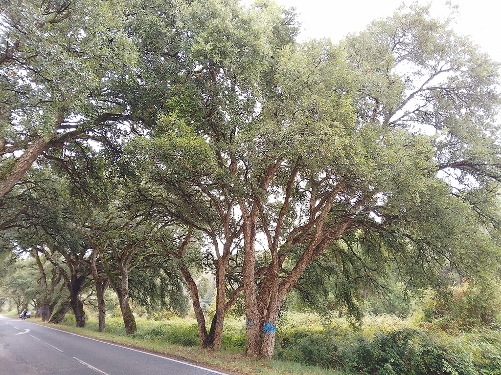 Quercus subr marked for removal