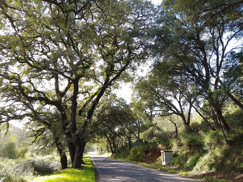 Quercus faginea on national road 114