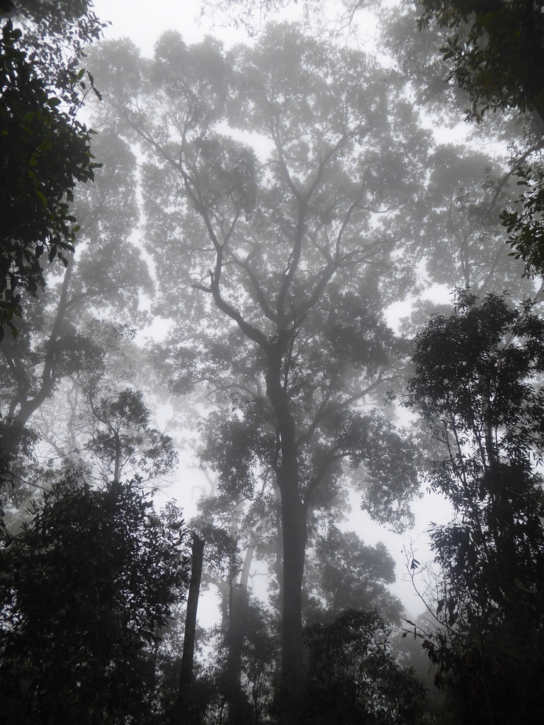 Oak in mist