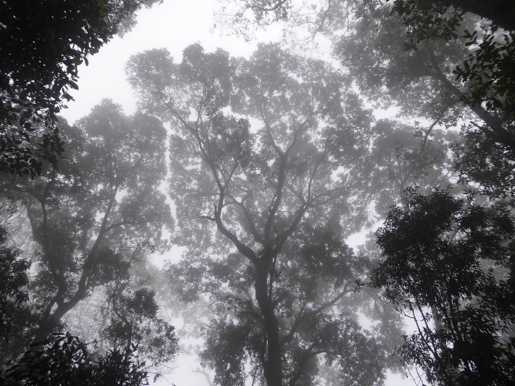 mist