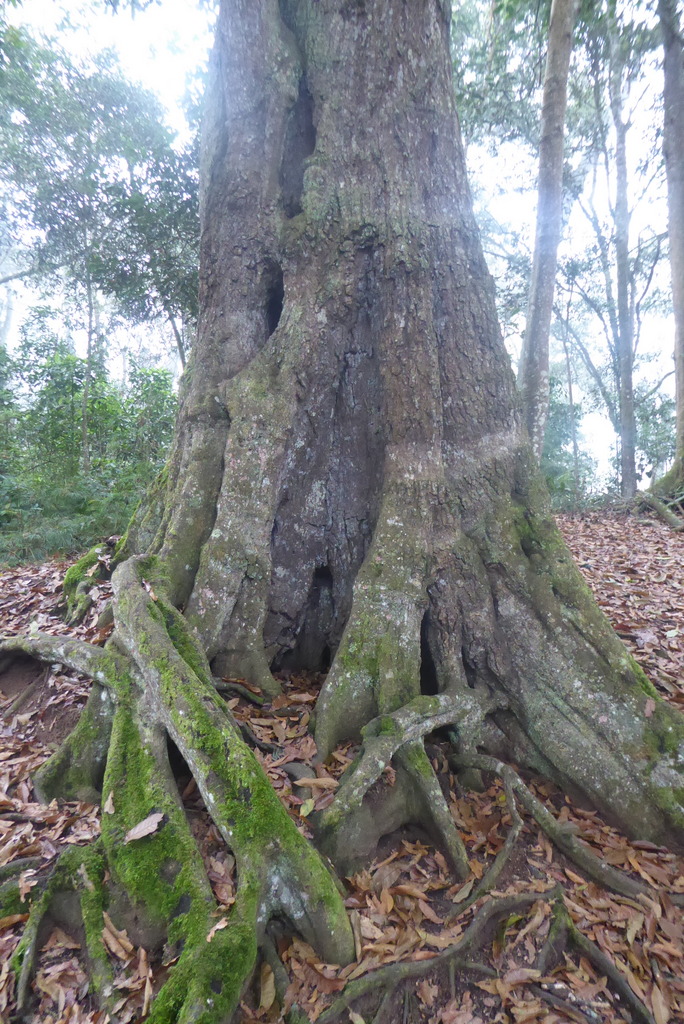Roots