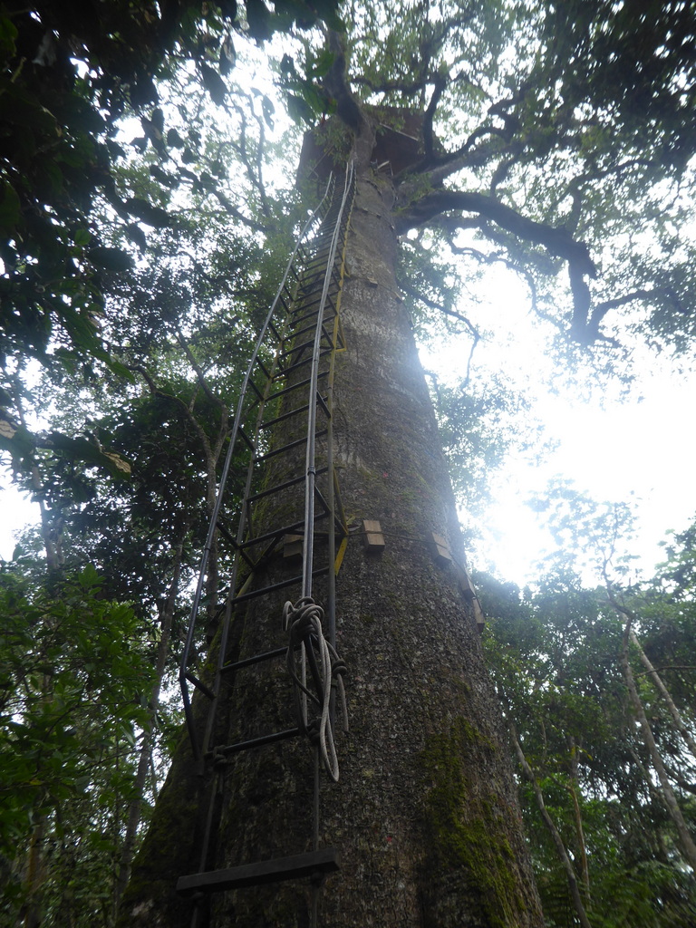 Tree house