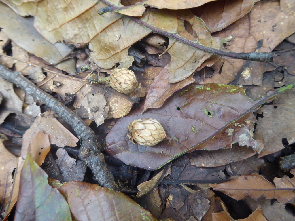 Aborted acorns