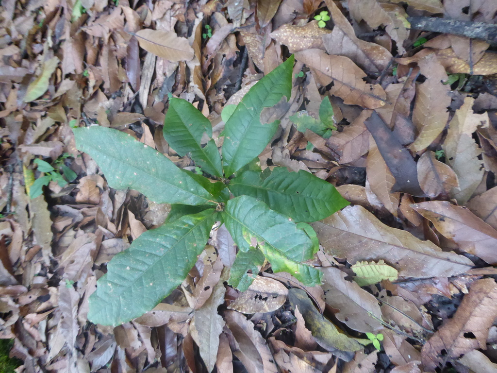 Seedlings