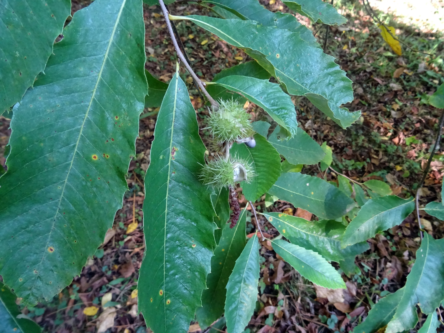 Fagaceae Castanea ozarkensis