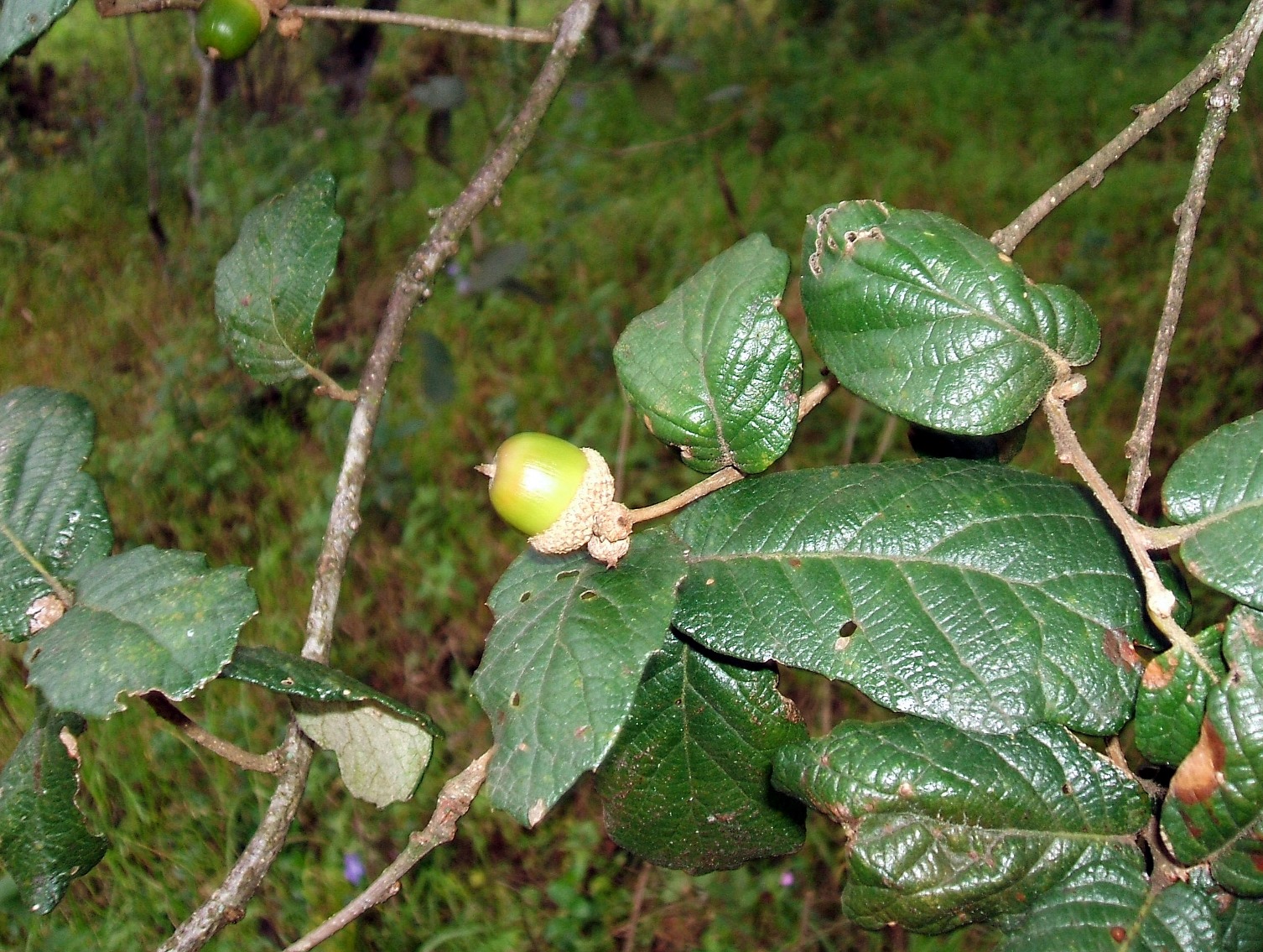 Q. ariifolia