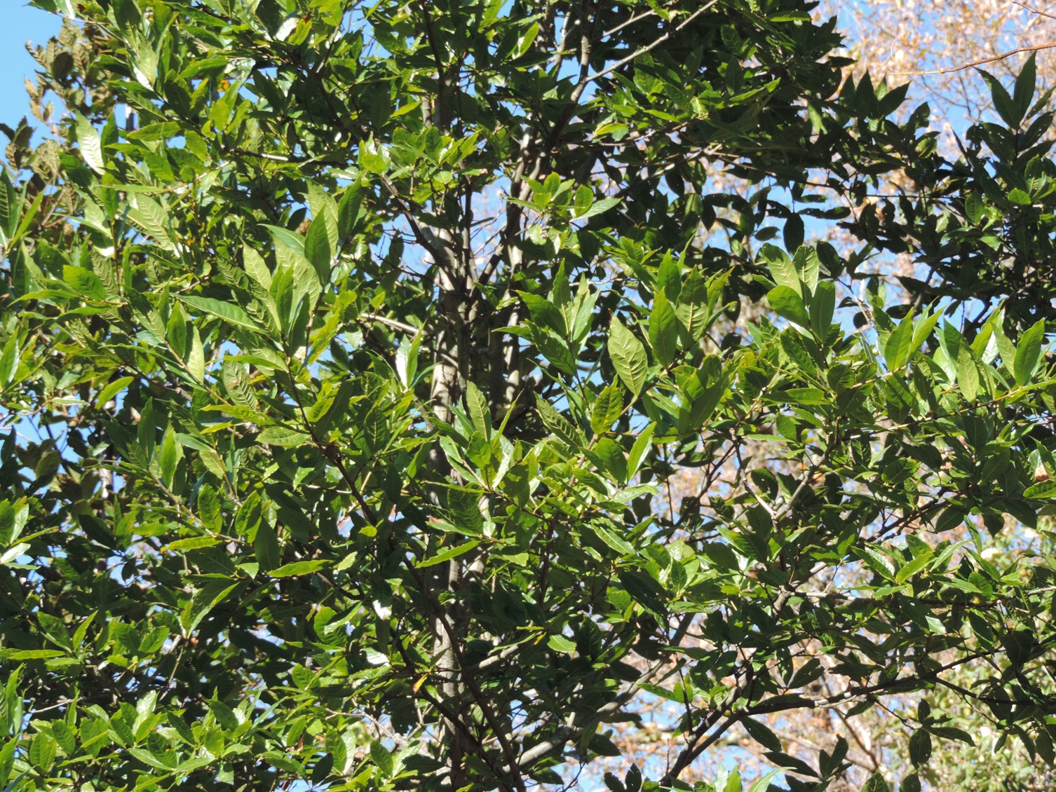 Q. guliellmi-treleasei