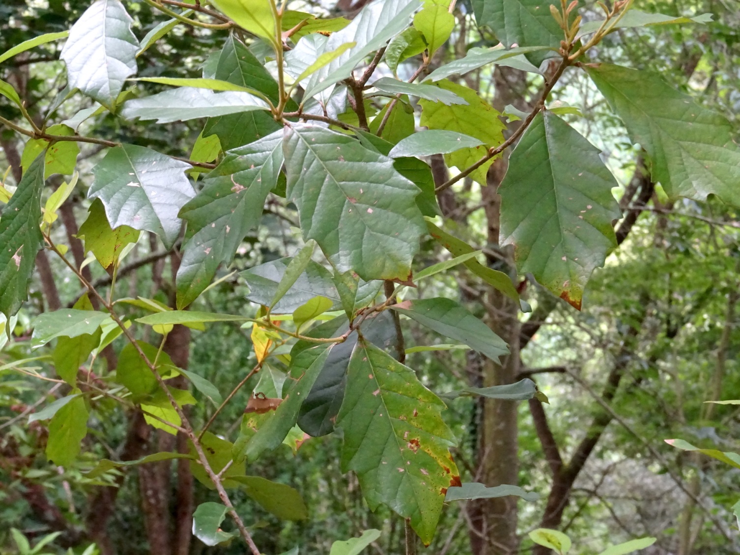 Q. oleoides var. oleoides