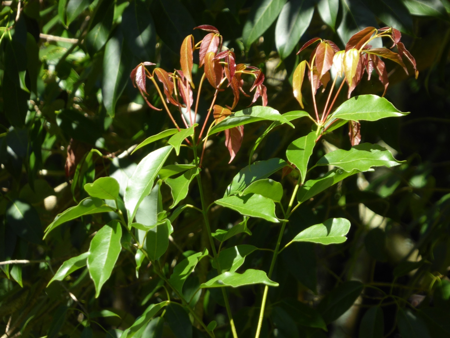 Sapindaceae Acer lucidum