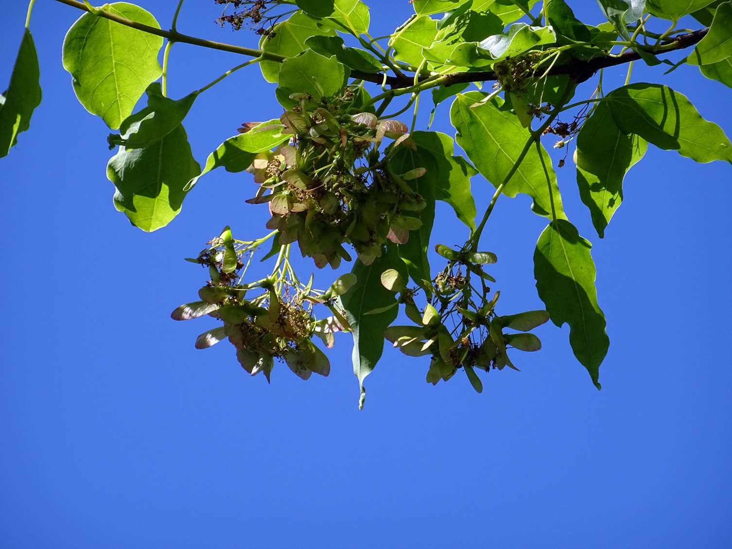 Sapindaceae Acer paxii