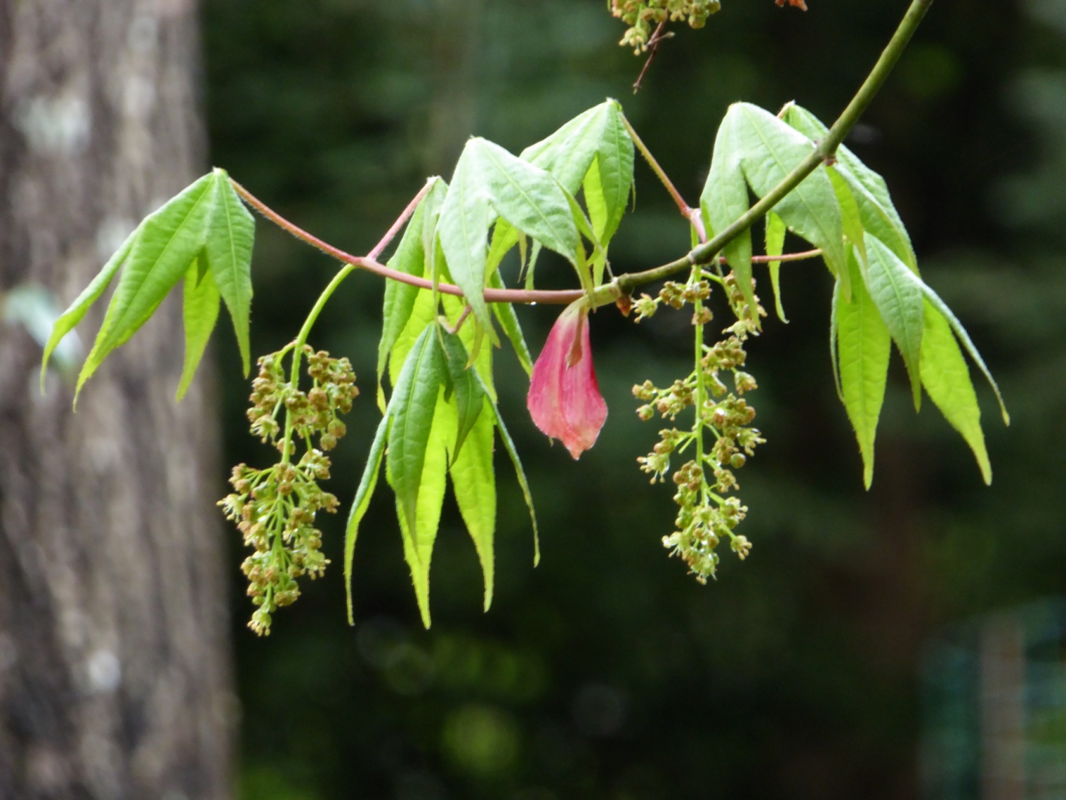 Sapindaceae Acer sinense