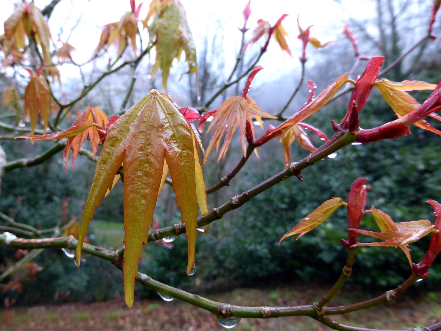Sapindaceae Acer tonkinense