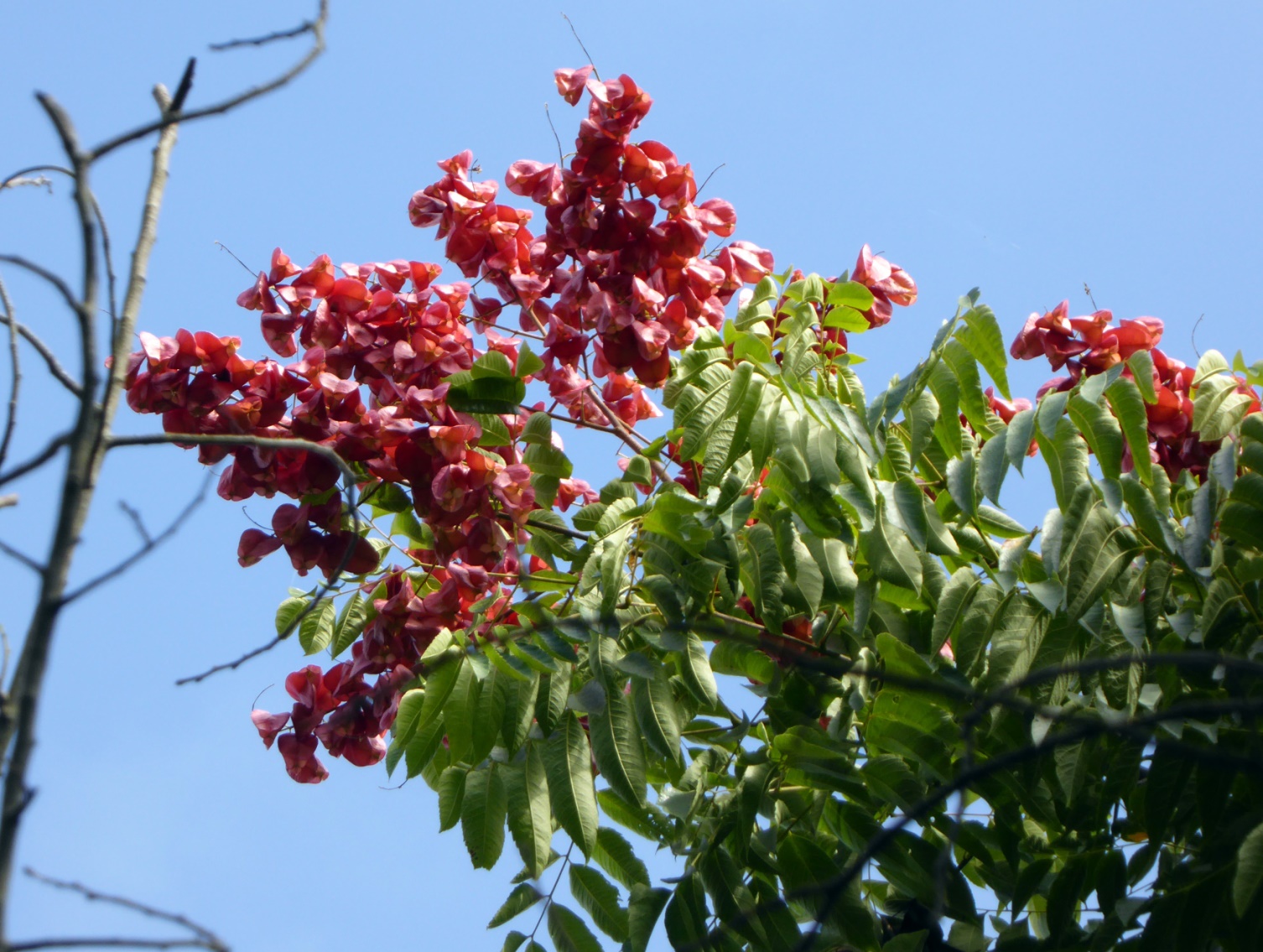 Sapindaceae Koelreuteria bipinnata