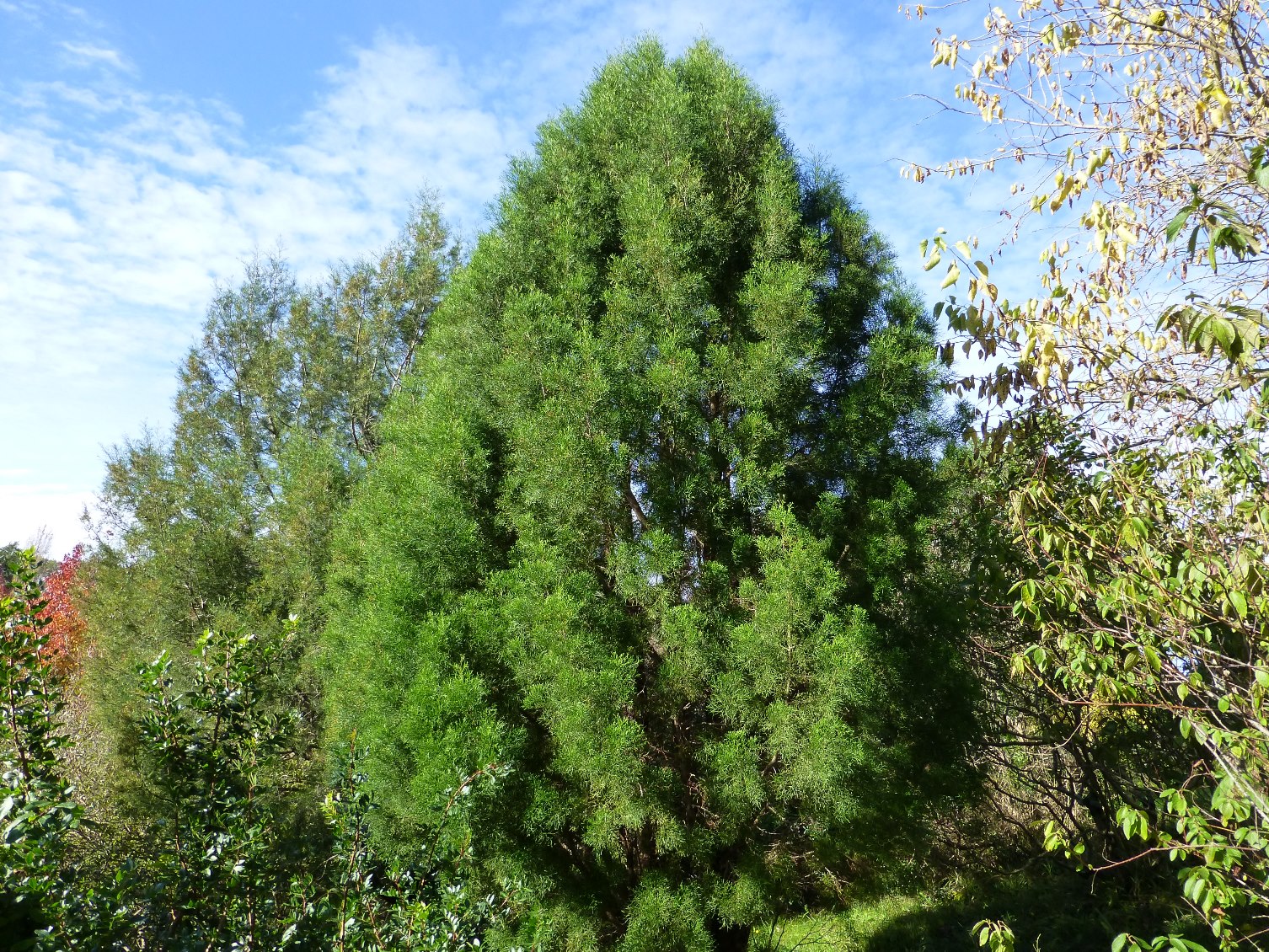 Tetraclinis articulata