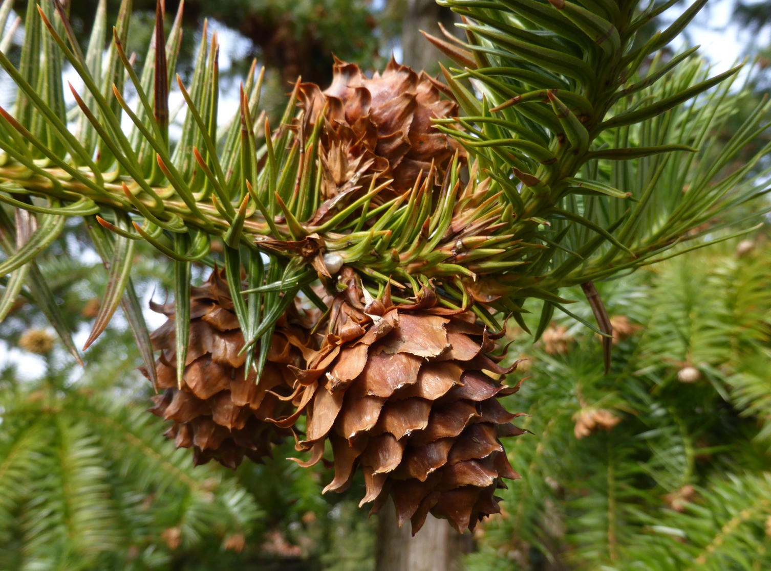 Gimnospermas Cunninghamia lanceolata