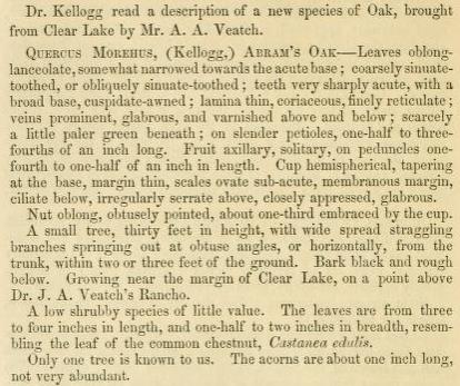 Description of Q. morehus