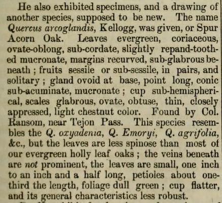 Quercus arcoglandis description