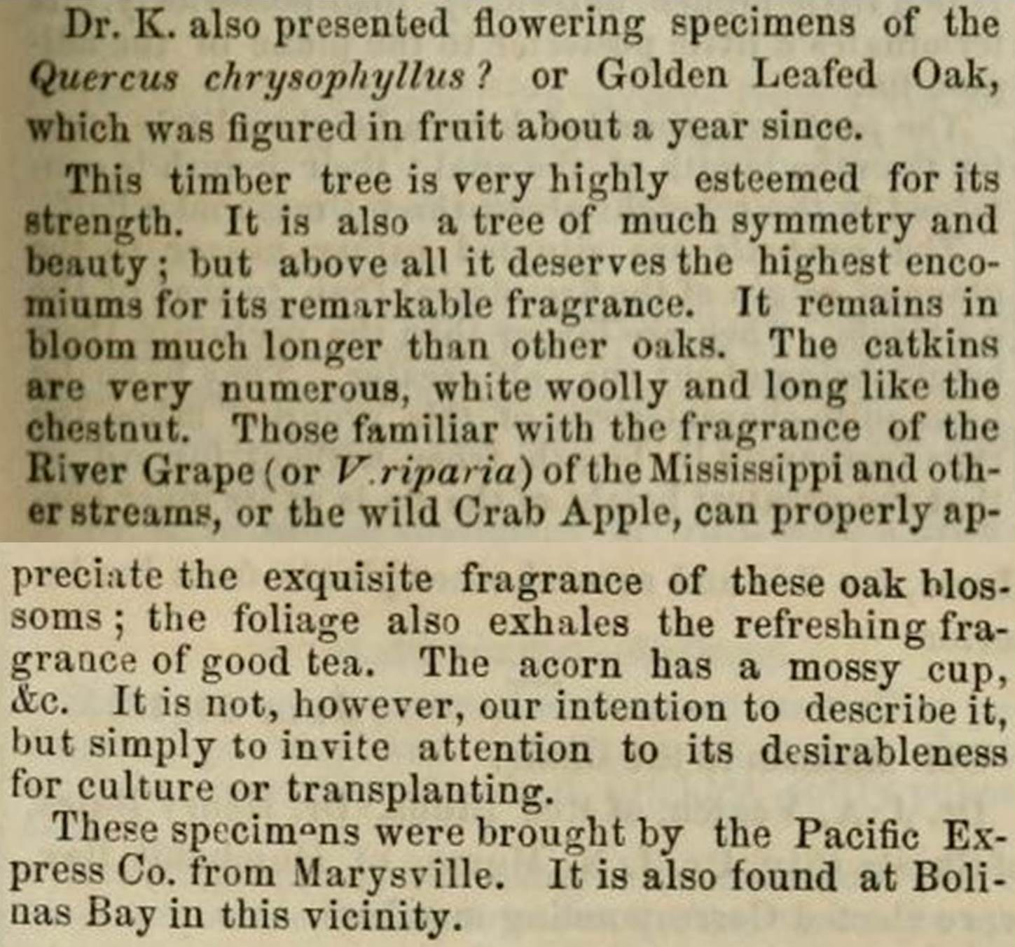Quercus chrysophylla description