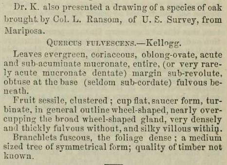 Quercus fulvescens description