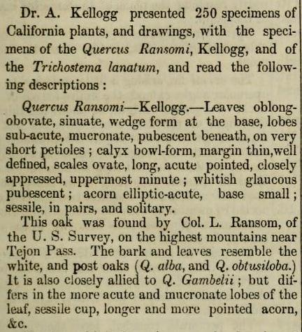 Quercus ransomii publication