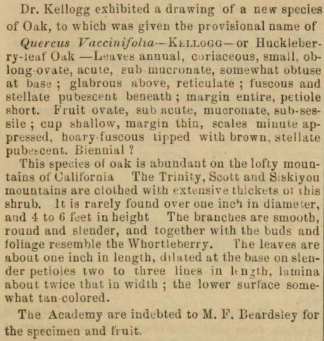 Quercus vacciniifolia description