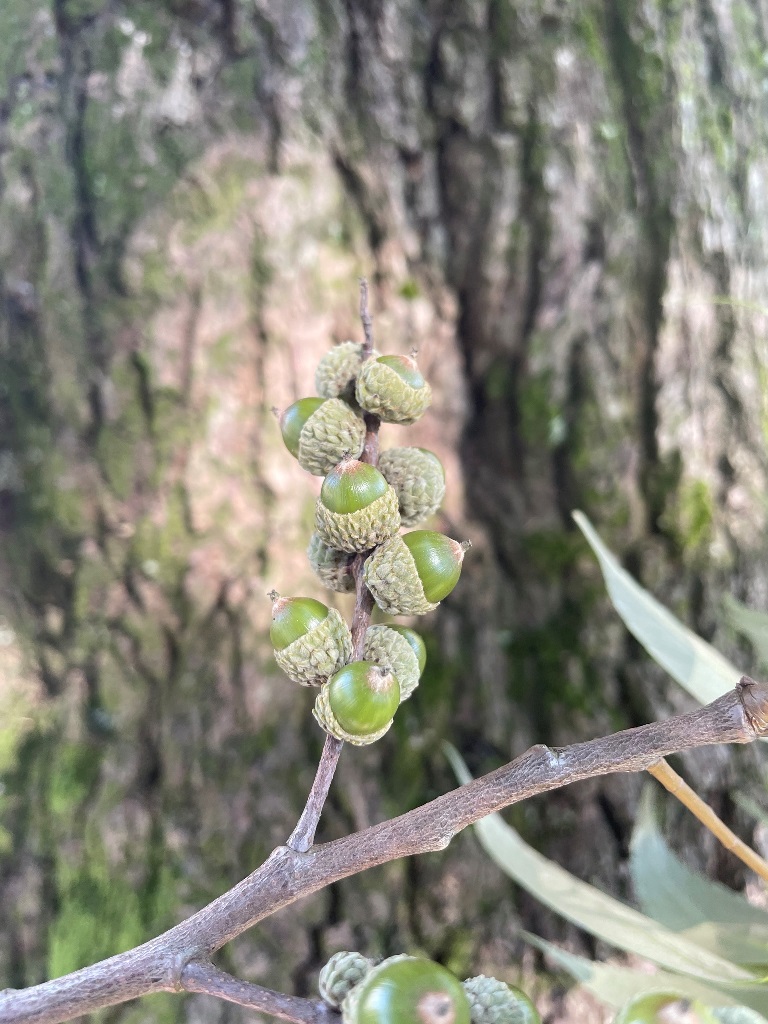 Castanopsis uraiana cwko
