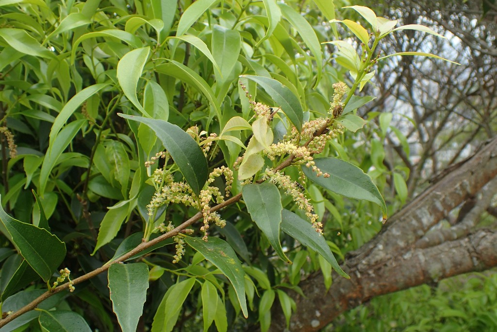Castanopsis uraiana Wei-yu Lin