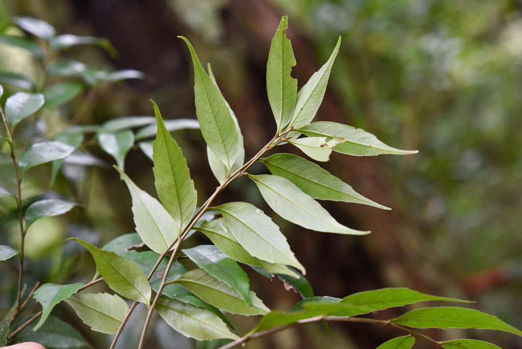 Castanopsis uraiana Cheng-Tao Lin