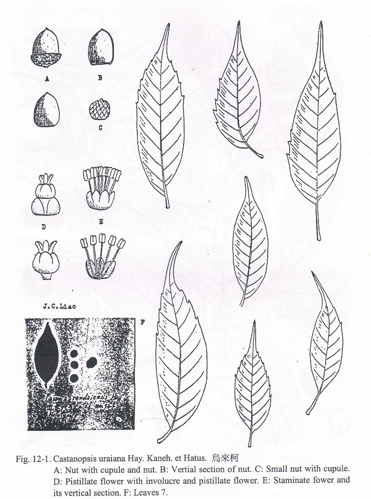 Limlia uraiana Liao Fig 1