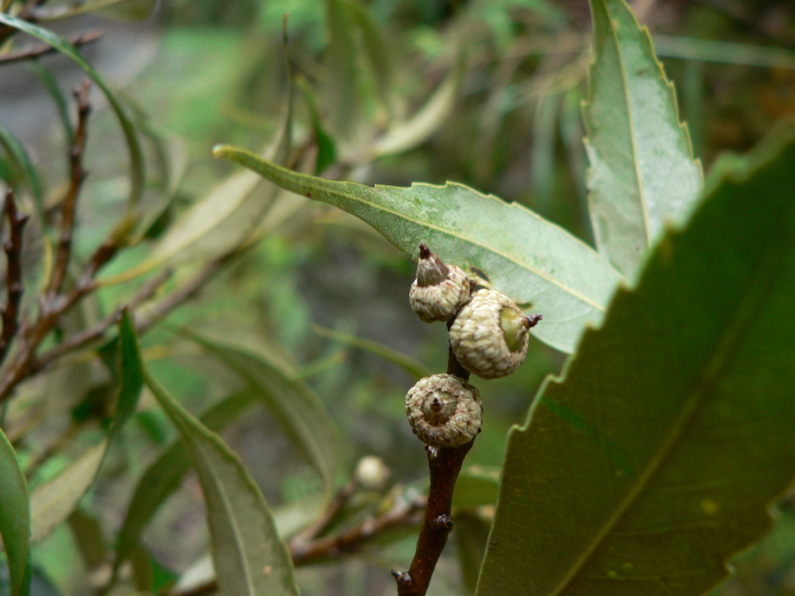 Lithocarpus uraianus Beatrice Chasse
