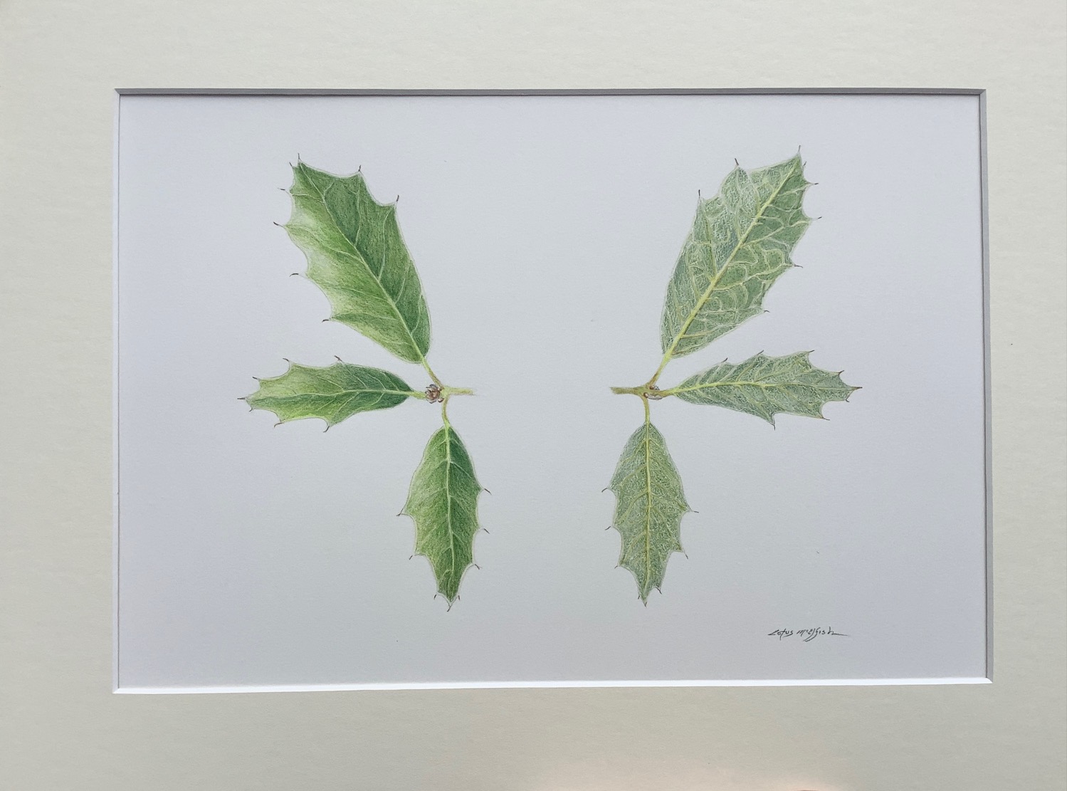 Quercus tardifolia