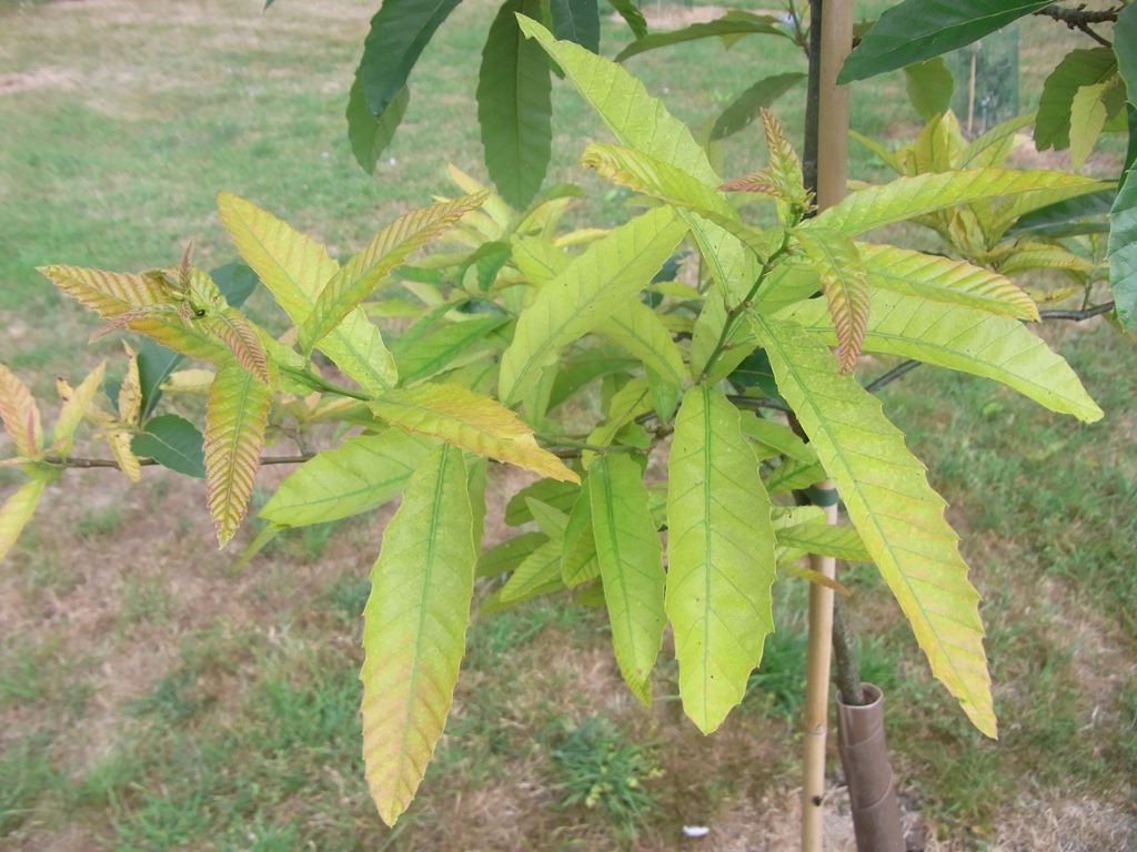 Quercus variabilis