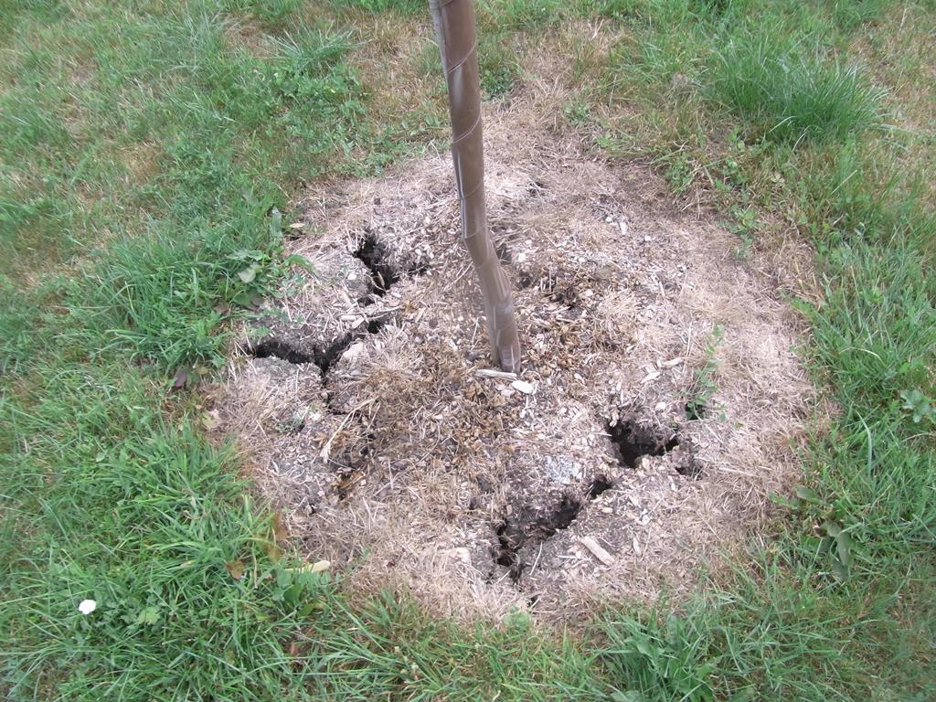 Cracks in the ground