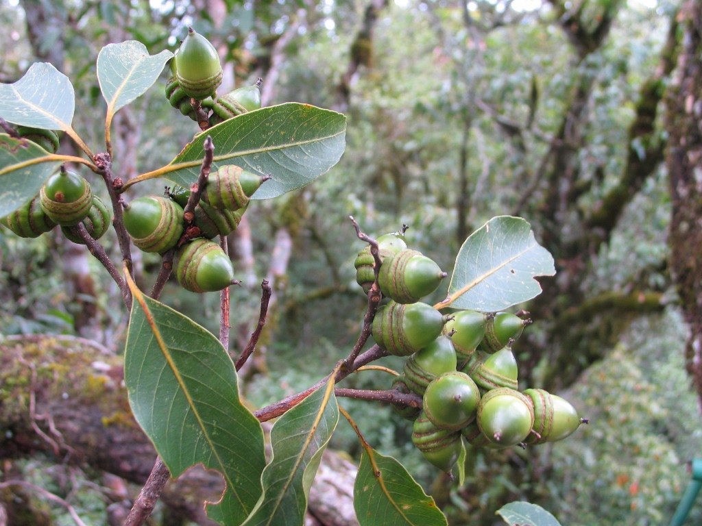 Quercus augustinii