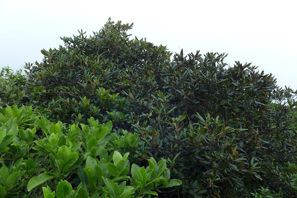 Quercus championii habitat