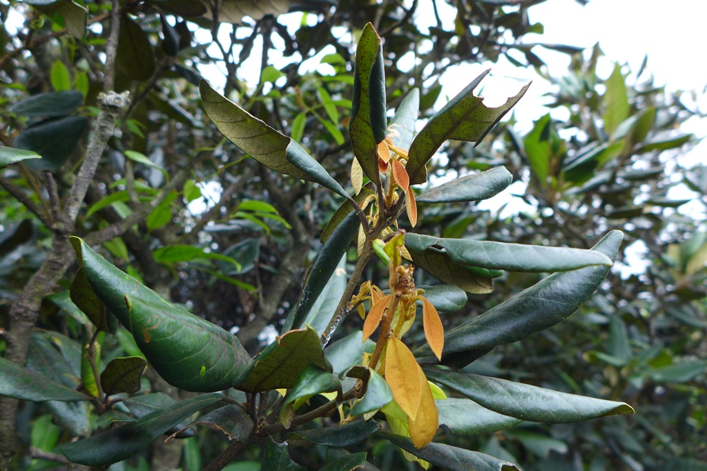 Quercus championii