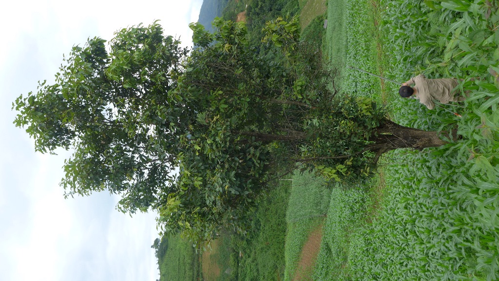 Quercus kerrii in damaged habitat
