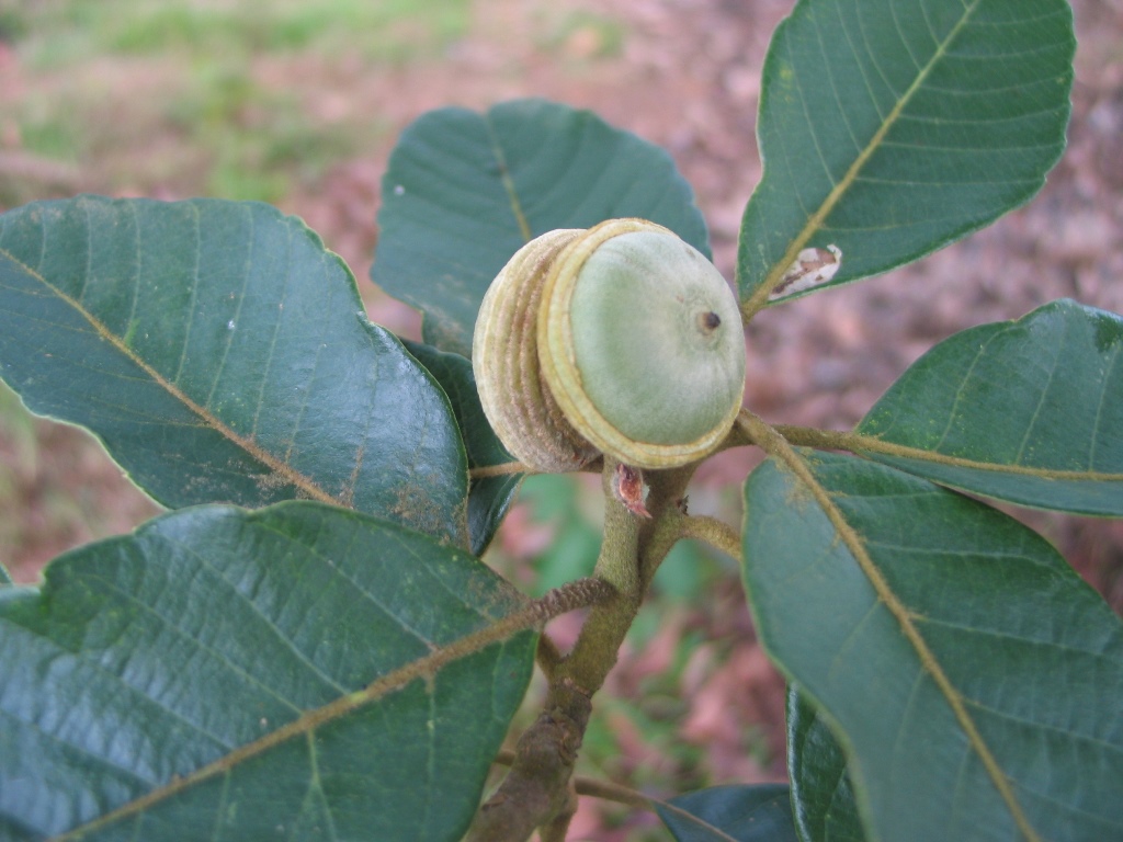 Quercus kerrii
