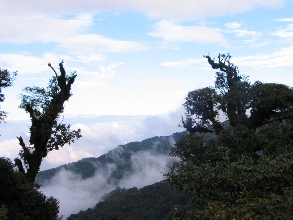 Quercus augustini habitat