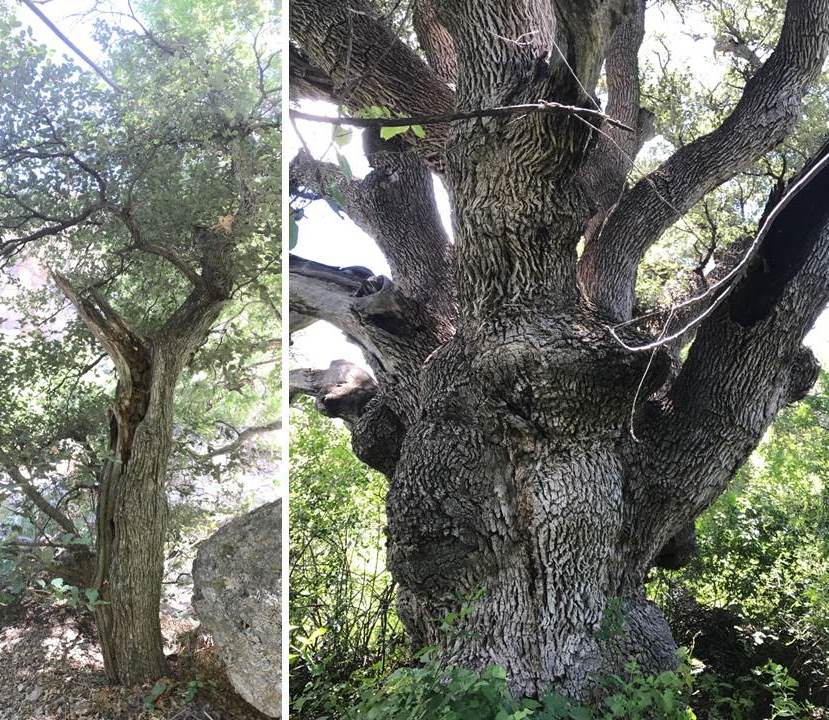 Diptych 1