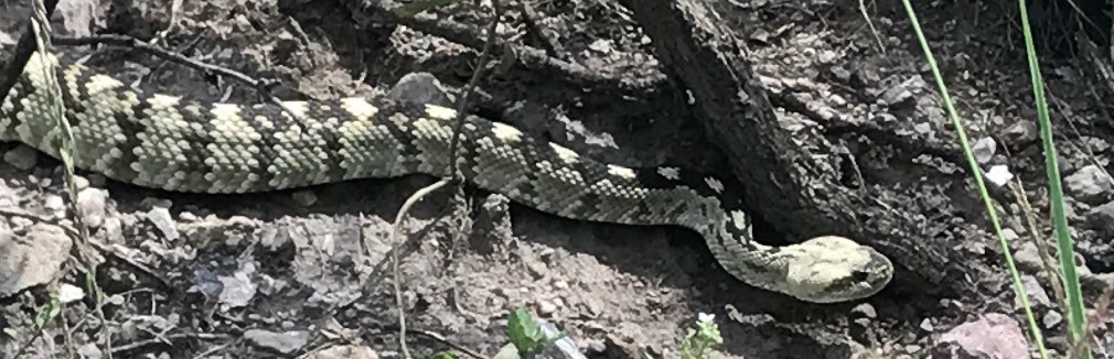 Rattlesnake