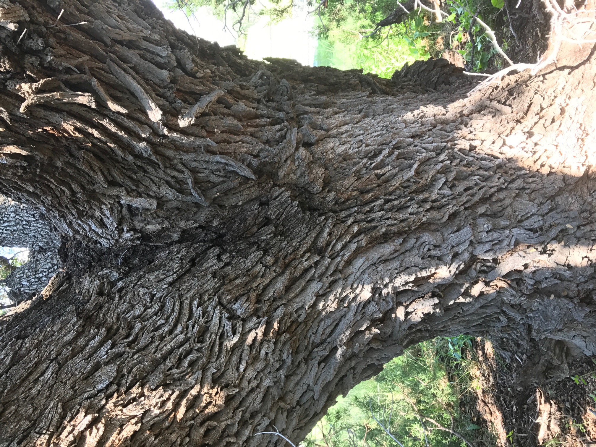 Quercus oblongifoia