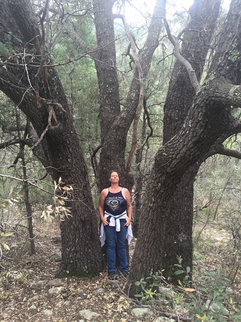 Anna and hypoleucoides