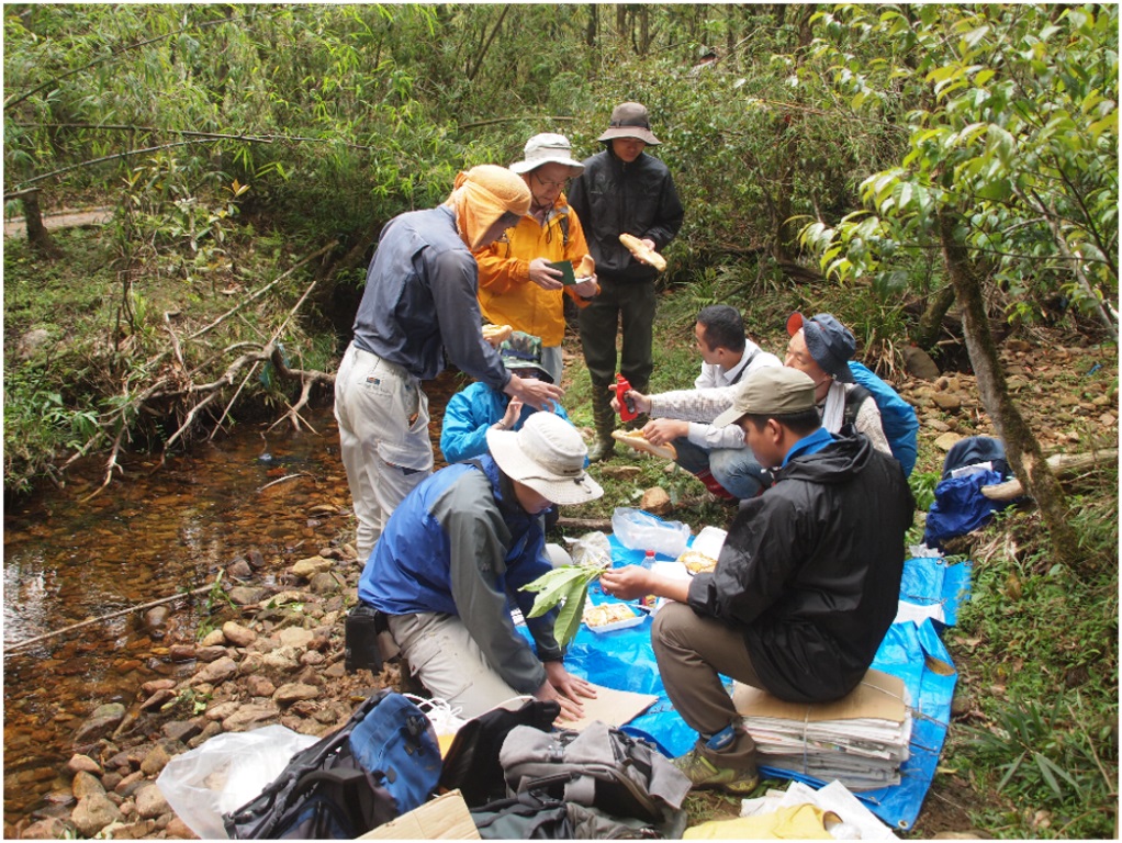 Dr. Ngoc Nguyen and his team collecting herbarium specimens of Quercus species in the field 