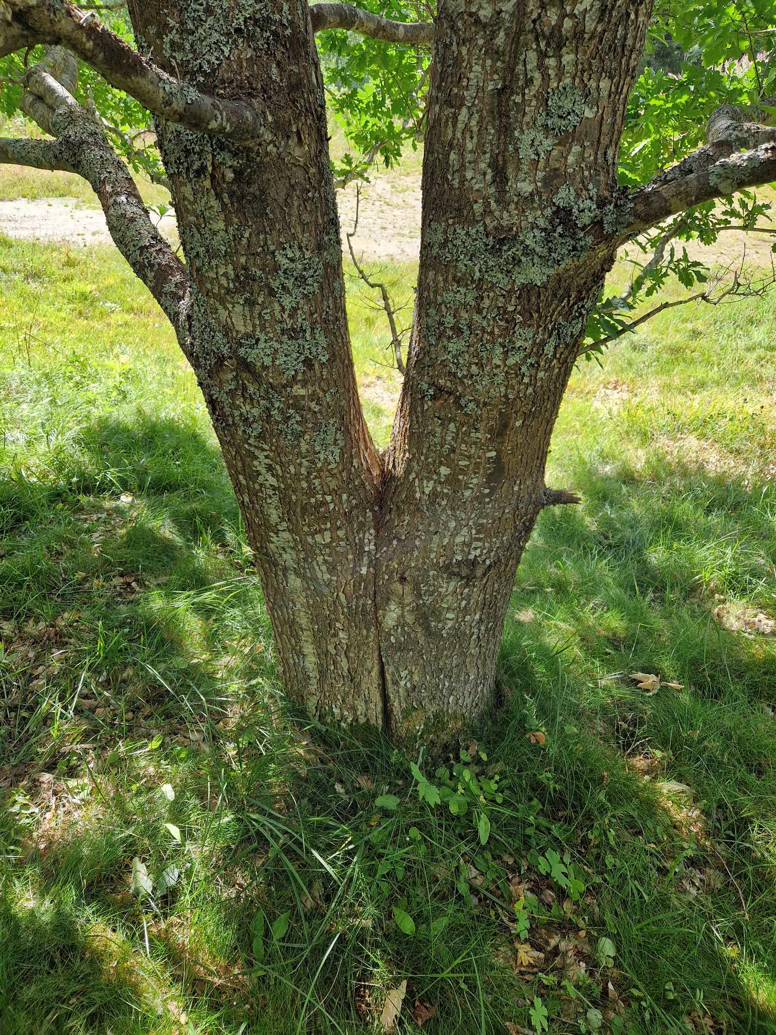 The double stem on the Skjomen oak