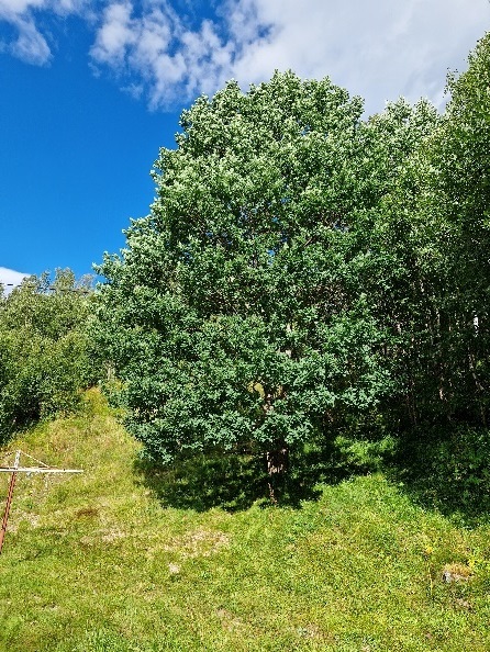 The northernmost oak