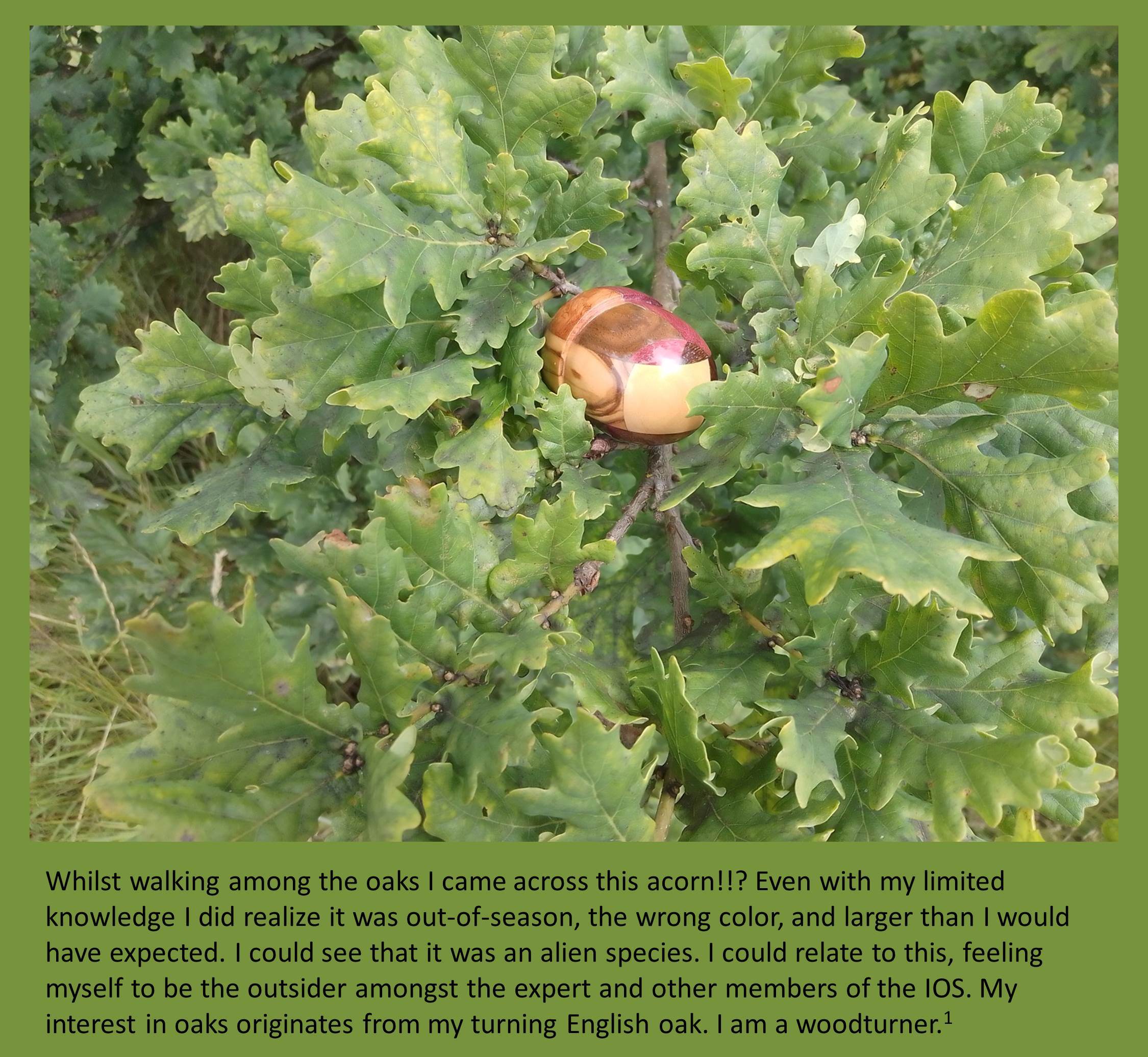 An unusual acorn!